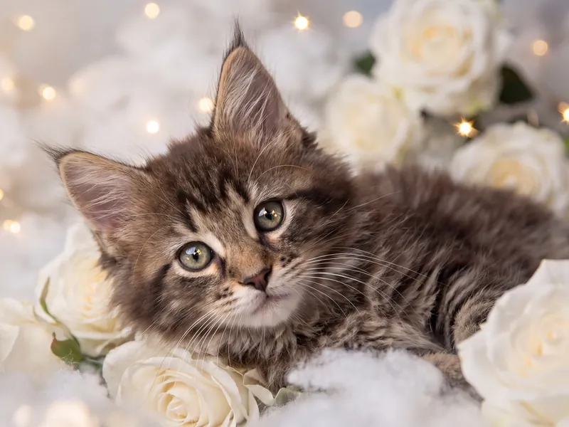 Maine Coon Rose Hollow