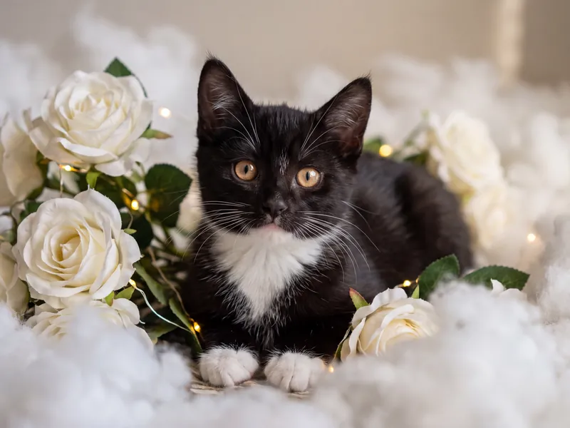 Tuxedo Twilight Roses
