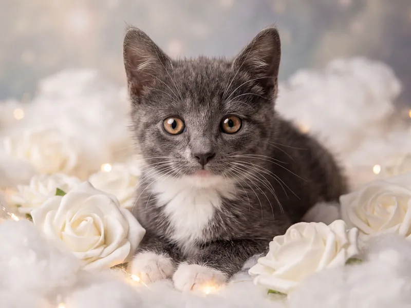 Gray Tuxedo Rose Garden