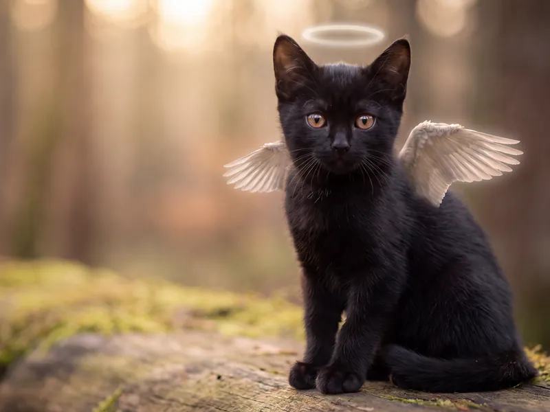 Onyx Angel's Halo