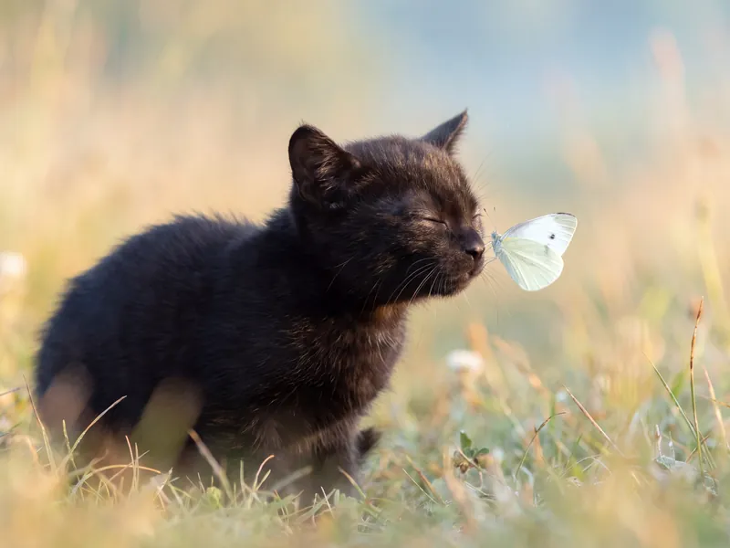 Velvet Whisper in the Meadow Light