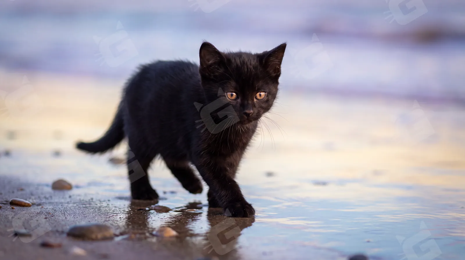Black Bombay Kitten Twilight Tide Line Walk