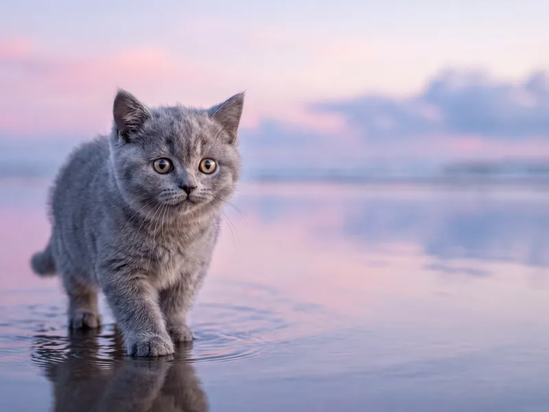 Gray Shorthair Kitten Misty Shoreline Reflection
