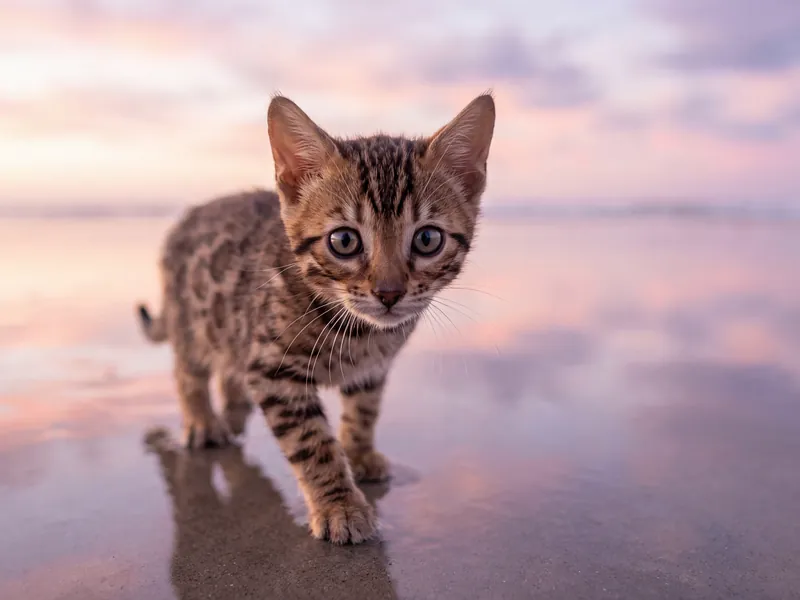 Bengal Kitten Rosy Dawn Shoreline Walk