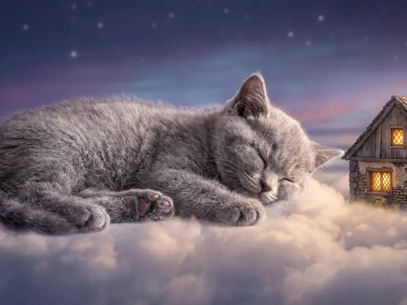 Twilight Dreams in a Home of Stars